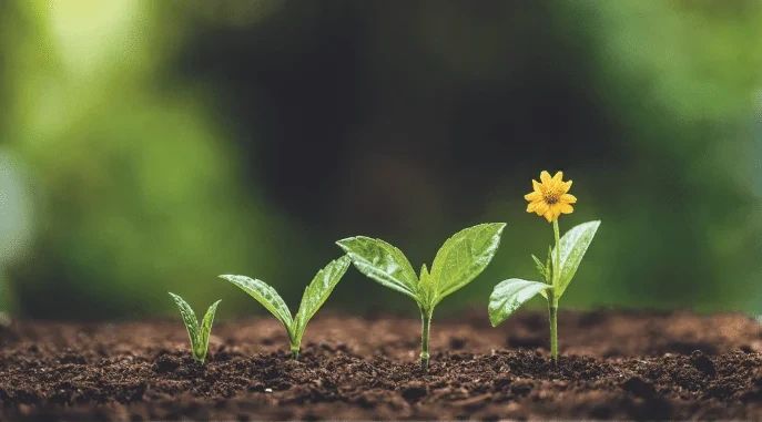 Four plants in a row showing stages of growth, from a small sprout to a plant with a yellow flower.