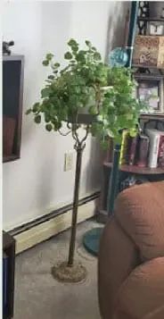 A green plant in a pot sitting on a tall, thin metal floor stand.