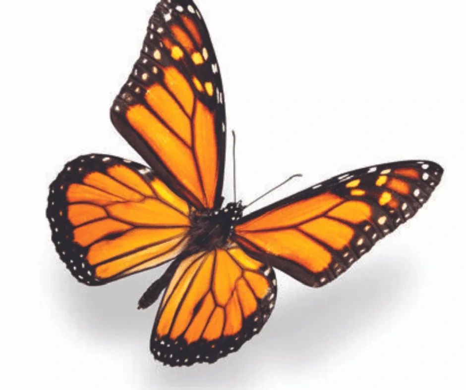 A monarch butterfly with orange and black patterned wings.