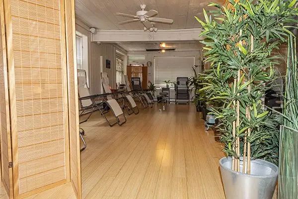 A room with light wood floors containing several rows of reclining chairs and a large potted bamboo plant in the foreground.