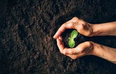 Two hands cupping a small green seedling growing out of dark soil.