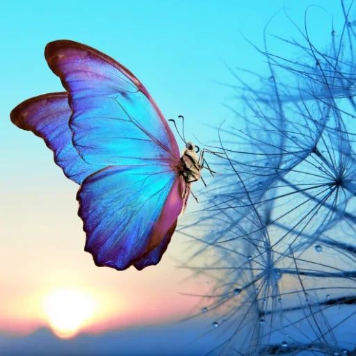 A blue butterfly perched on a dandelion seed head against a sunset background.