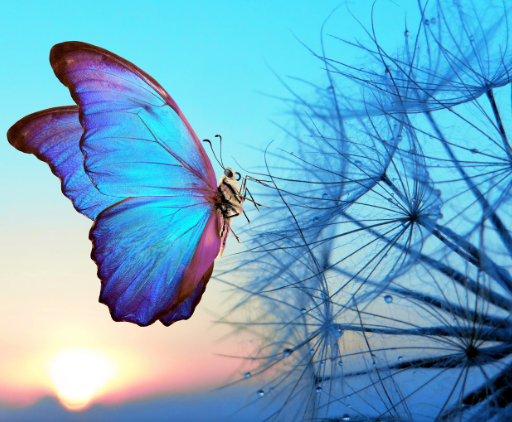 Blue and purple butterfly resting on delicate seedhead against sunset sky.