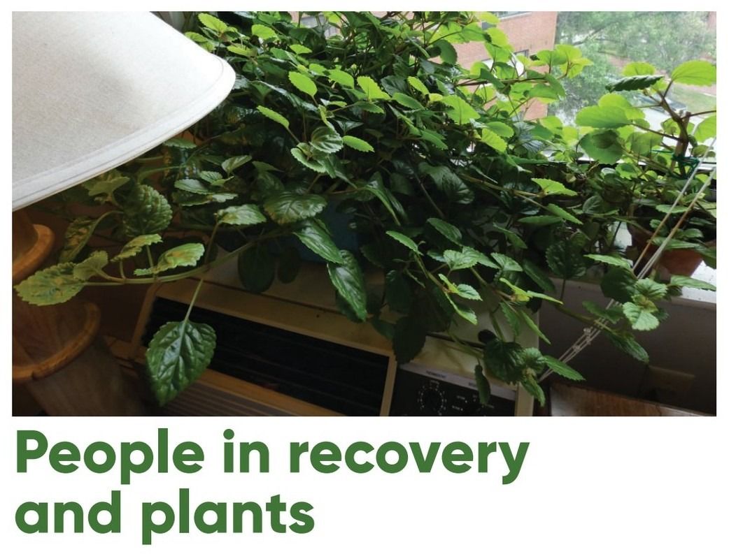 A large leafy green houseplant sits on a window-mounted air conditioner next to a lamp, below the text People in recovery and plants.