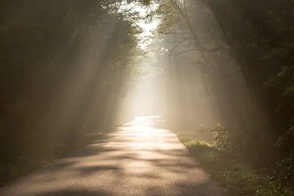 Sunlight streams through trees onto a paved road winding through a misty forest.